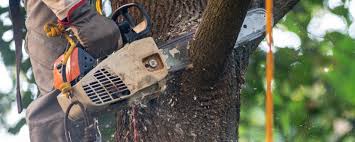 Best Tree Trimming and Pruning  in Leesport, PA