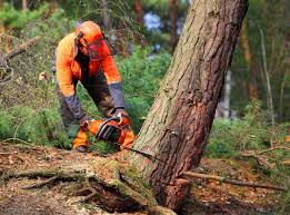 Best Tree Removal  in Leesport, PA