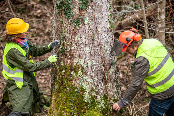 Professional Tree Care in Leesport, PA