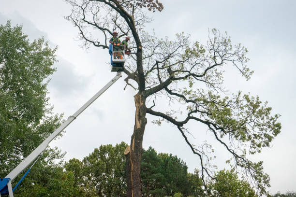 Best Tree Planting  in Leesport, PA