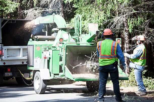 Best Palm Tree Trimming  in Leesport, PA