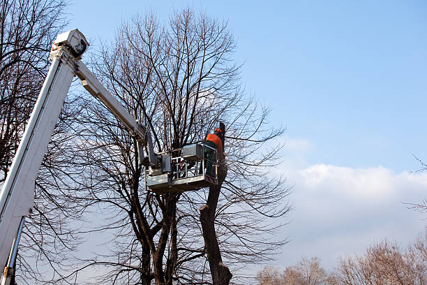 Best Root Management and Removal  in Leesport, PA