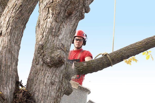 Best Tree Trimming and Pruning  in Leesport, PA
